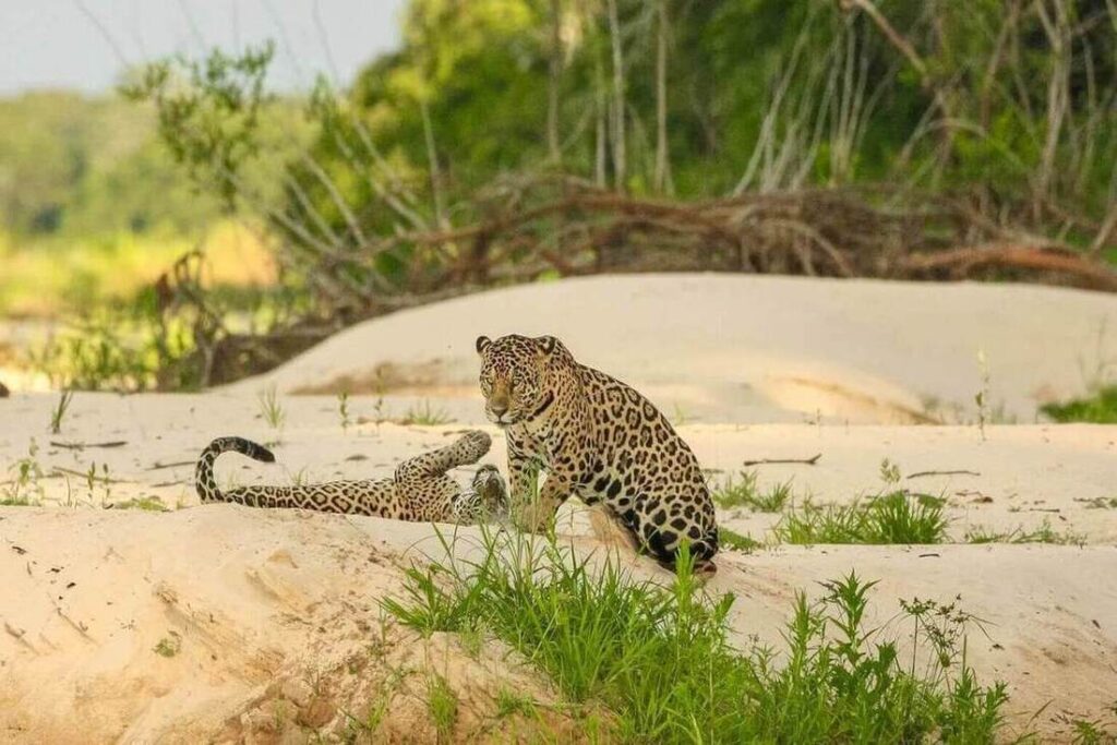 Jaguar Pantanal 1