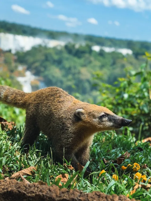 Coati at the Iguaçu Falls