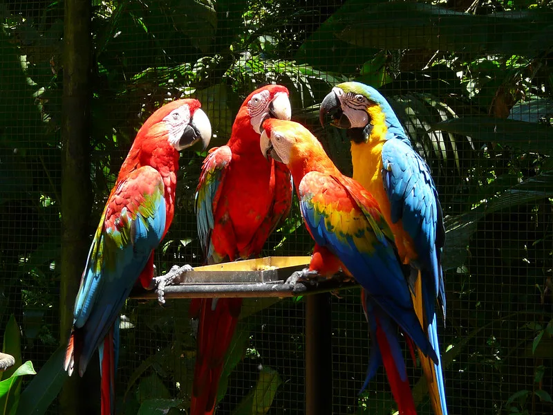  View of macaws at the Bird Park